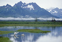 Trumpeter Swan (Cygnus buccinator) pair on lake, Copper River Delta, Alaska