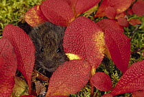 Tundra Vole (Microtus oeconomus) hiding in autumn colored Bearberry (Arctostaphylos uva ursi) leaves