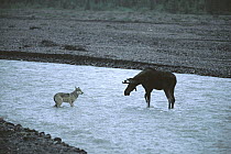 Alaska Moose (Alces alces gigas) young bull charges young Timber Wolf (Canis lupus), Teklanika River, Denali National Park and Preserve, Alaska