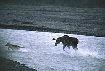 Alaska Moose (Alces alces gigas) young bull charges young Timber Wolf (Canis lupus), Teklanika River, Denali National Park and Preserve, Alaska