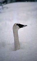 Trumpeter Swan (Cygnus buccinator) camouflaged in snow drift, Yellowstone National Park, Wyoming