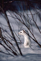 Long-tailed Weasel (Mustela frenata) camouflaged against snow, Yellowstone National Park, Wyoming
