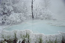 Steaming pool in winter, Mammoth Hot Springs, Yellowstone National Park, Wyoming