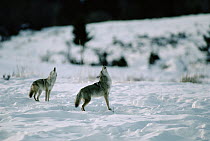 Coyote (Canis latrans) pair howling at dusk, Yellowstone National Park, Wyoming