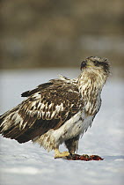 Bald Eagle (Haliaeetus leucocephalus) juvenile with captured Cutthroat Trout (Oncorhynchus clarki), Yellowstone National Park, Wyoming