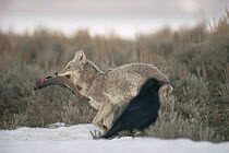 Coyote (Canis latrans) carrying a captured Cutthroat Trout (Oncorhynchus clarki) as a Raven (Corvus corax) looks on, Yellowstone National Park, Wyoming
