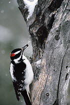 Hairy Woodpecker (Picoides villosus) with white bark pine nut in beak, North America