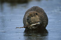American Beaver (Castor canadensis) chewing bark off of stick in boreal pond, Alaska