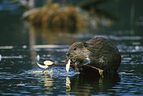 American Beaver (Castor canadensis) nibbling on leaf from willow branch in boreal pond, Alaska