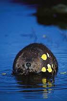 American Beaver (Castor canadensis) chewing on aspen branch in boreal pond, Alaska