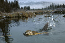 American Beaver (Castor canadensis) slapping water with tail in boreal pond, Alaska