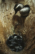 Bufflehead (Bucephala albeola) chicks in nest in tree trunk with mother at nest entrance, boreal pond habitat, Alaska