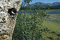 Bufflehead (Bucephala albeola) chick at nest entrance in tree, boreal pond habitat, Alaska