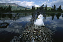 Mew Gull (Larus canus) on nest in tree with two chicks, boreal pond habitat, Alaska