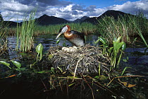 Red-necked Grebe (Podiceps grisegena) parent on nest with eggs in boreal pond, Alaska