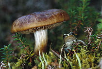 Wood Frog (Rana sylvatica) on ground next to mushroom, boreal pond habitat, Alaska