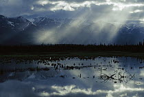 Sunlight filtering through clouds over boreal pond, Alaska