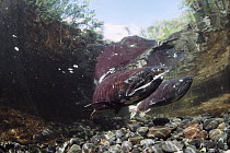 Chinook Salmon (Oncorhynchus tshawytscha) swimming up river to spawn, Alaska