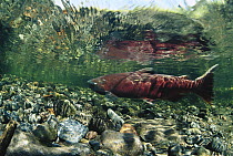 Chinook Salmon (Oncorhynchus tshawytscha) swimming up river to spawn, Alaska