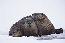 North American River Otter (Lontra canadensis) three in snow, western Montana