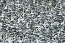 Western Sandpiper (Calidris mauri) flock flying during spring migration stop-over at the Copper River Delta, Alaska