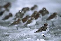 Western Sandpiper (Calidris mauri) flock resting on snowy ground during spring migration stop-over at the Copper River Delta, Alaska