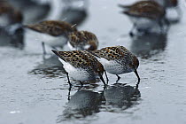 Western Sandpiper (Calidris mauri) flock foraging in mud flats for small clams, crustaceans and marine invertebrates during spring migration stop-over at the Copper River Delta, Alaska