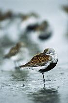Dunlin (Calidris alpina) resting on mudflats with head tucked under wing during spring migration stop-over, Copper River Delta, Alaska