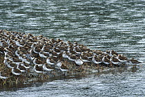 Western Sandpiper (Calidris mauri) flock resting on mudflats with heads tucked under their wings during spring migration stop-over at the Copper River Delta, Alaska