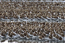 Western Sandpiper (Calidris mauri) flock resting on mudflats with heads tucked under their wings during spring migration stop-over at the Copper River Delta, Alaska