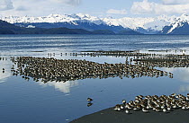 Western Sandpiper (Calidris mauri) flock resting on mudflats during spring migration stop-over at the Copper River Delta, Alaska