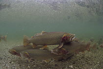 Yellowstone Cutthroat Trout (Oncorhynchus clarkii bouvieri) school swimming in stream, Idaho