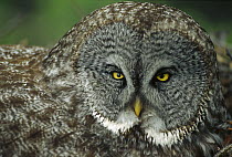 Great Gray Owl (Strix nebulosa) portrait, North America