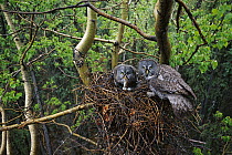 Great Gray Owl (Strix nebulosa) pair nesting, North America