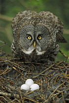 Great Gray Owl (Strix nebulosa) parent protecting eggs in nest, North America