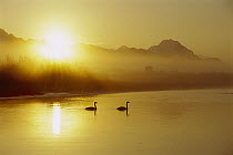 Trumpeter Swan (Cygnus buccinator) pair on lake at sunset, North America