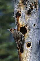 Northern Flicker (Colaptes auratus) woodpecker near nest cavity, Slana, Alaska