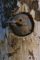 Northern Flicker (Colaptes auratus) woodpecker in nest cavity, Slana, Alaska