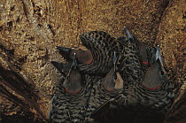 Northern Flicker (Colaptes auratus) woodpecker chicks inside nest cavity, Wade Lake, Montana