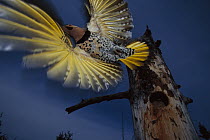 Northern Flicker (Colaptes auratus) woodpecker adult taking flight from tree with nest cavity, Slana, Alaska