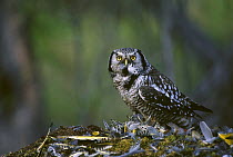 Northern Hawk Owl (Surnia ulula) male pauses to prepare Northern Flicker (Colaptes auratus) prey for owlets before returning to nest, Slana, Alaska