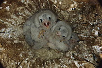 American Kestrel (Falco sparverius) three week old chicks in abandoned northern flicker nest cavity, Slana, Alaska