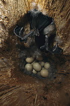 Bufflehead (Bucephala albeola) female leaving nest cavity with eggs, Slana, Alaska