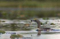 Red-throated Loon (Gavia stellata) with fish to feed young, Alaska