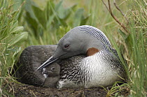Red-throated Loon (Gavia stellata) with day old chick on nest, Alaska