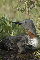 Red-throated Loon (Gavia stellata) with day old chicks on nest, Alaska