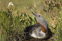 Red-throated Loon (Gavia stellata) snaps at dragonfly while incubating eggs in nest, Alaska