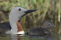 Red-throated Loon (Gavia stellata) with chick in water, Alaska