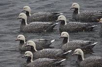 Emperor Goose (Anser canagicus) group in water, Alaska