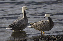 Emperor Goose (Anser canagicus) pair at water's edge, Alaska